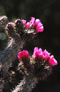 Picture of Cactus flower