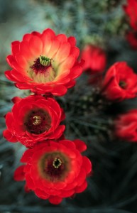 Picture of Cactus_Flowers_01-193x300.jpg