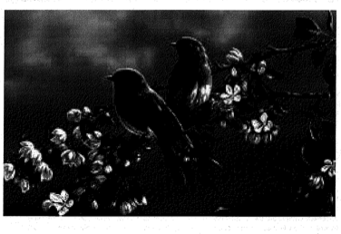 Black and white birds on flowers